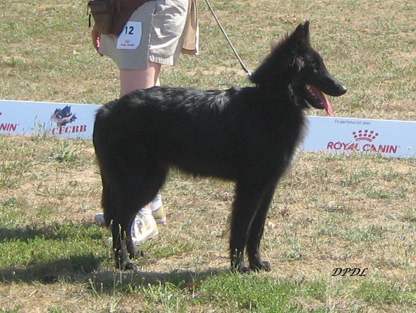 Sirius Du Puy Des Louves